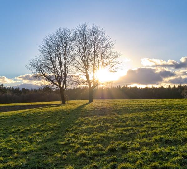 Cómo plantar césped