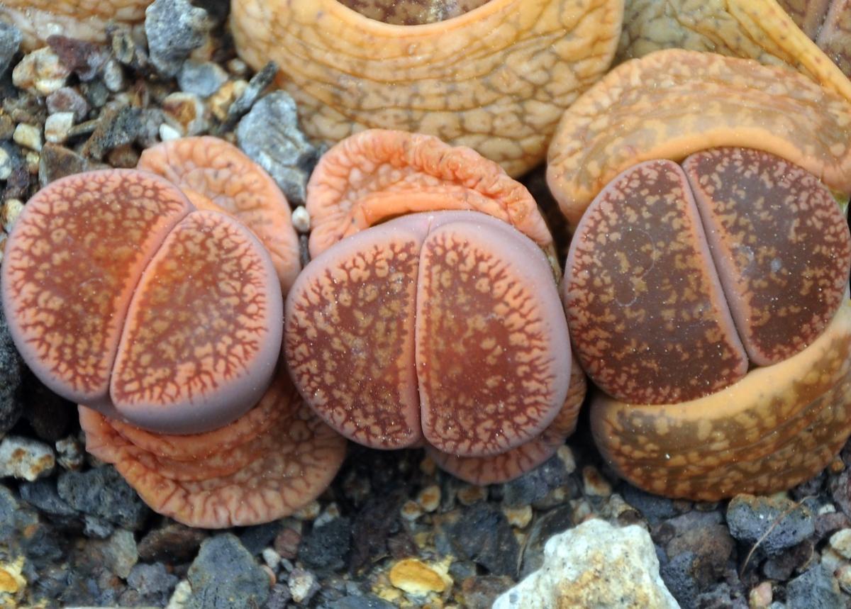 Cuidados del cactus piedra