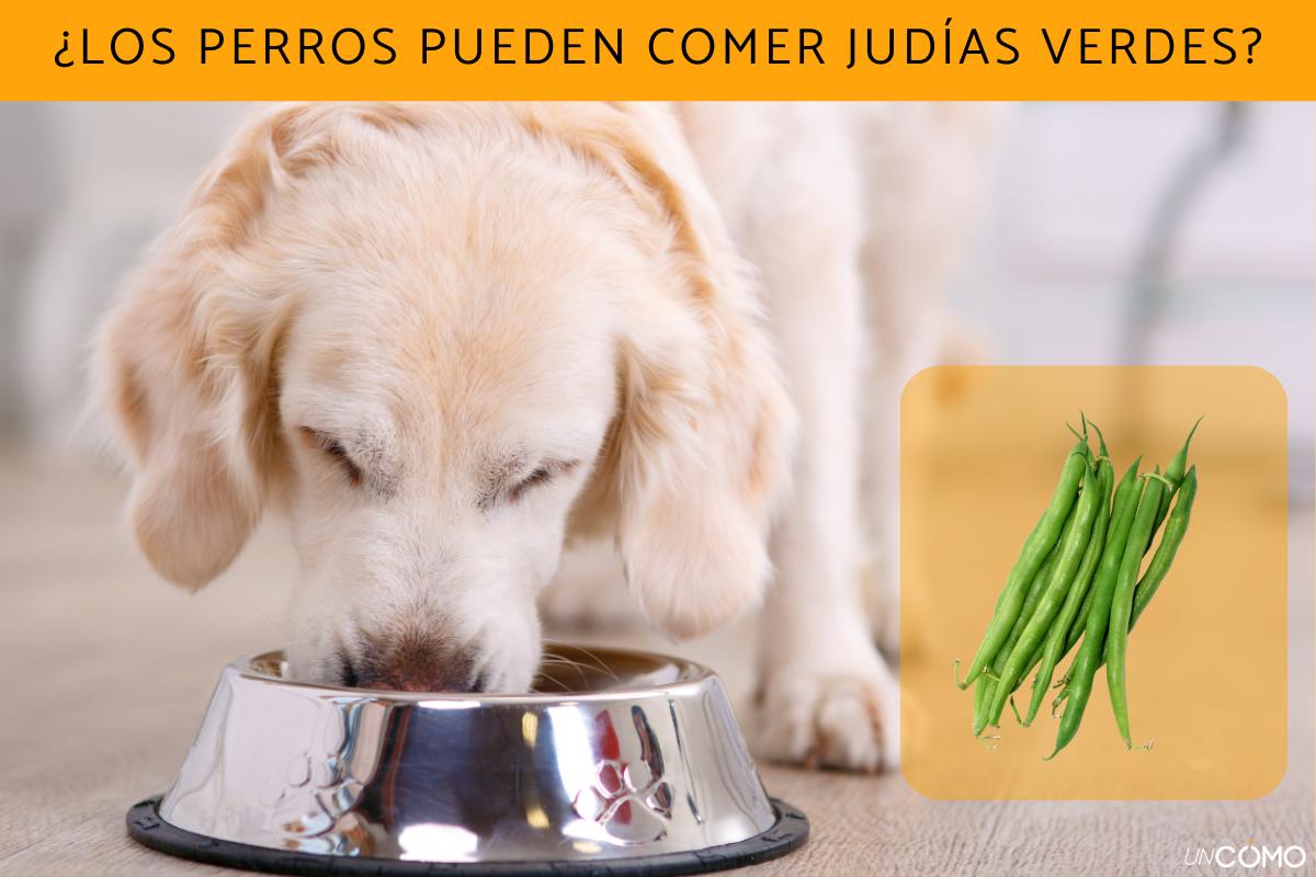 ¿Los perros pueden comer judías verdes o no? Descubre sus beneficios