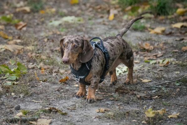 Nombres para perros salchichas machos y hembras - Nombres alemanes para dachshund