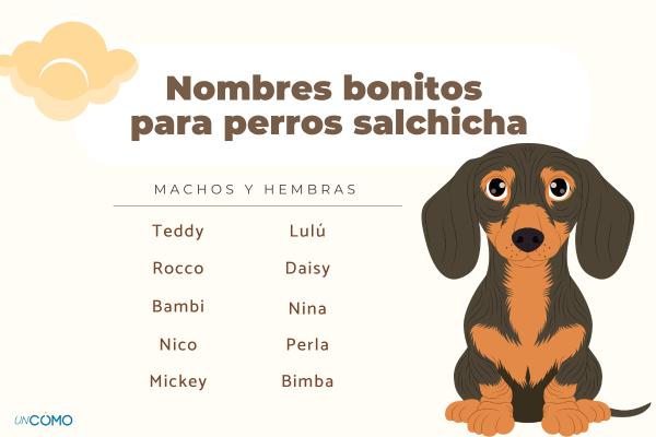 Nombres para perros salchichas machos y hembras - Nombres bonitos para perros salchicha