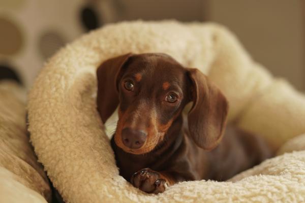 Nombres para perros salchichas machos y hembras - Nombres populares para perros salchicha (2025–2026)