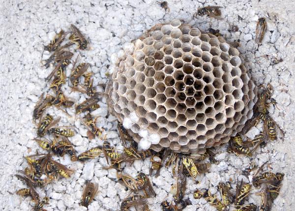 Cómo ahuyentar avispas - Paso 5