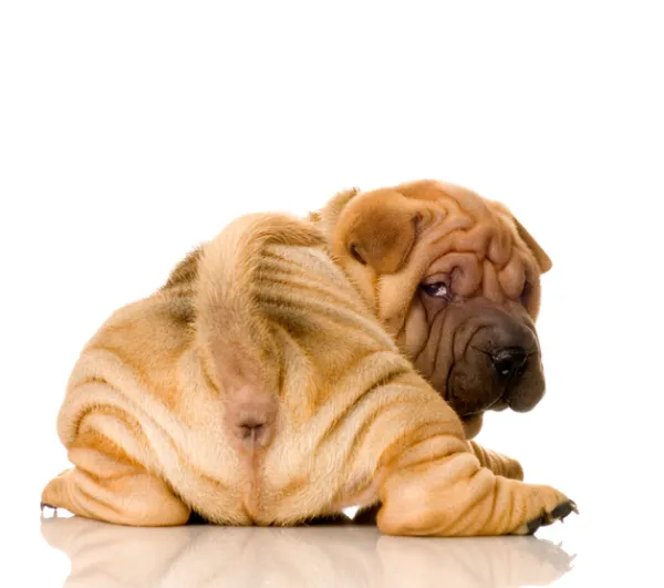 cómo sé si mi perro necesita glándulas expresadas