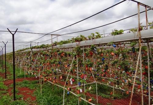 Cómo reproducir fresas con estolones - Paso 3