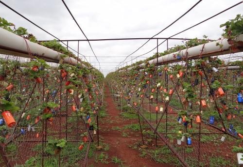 Cómo reproducir fresas con estolones - Paso 4