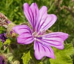 Remedios caseros para los ojos rojos - Paso 5