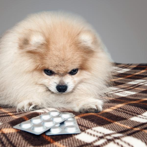cuanto ibuprofeno puede tomar mi perro