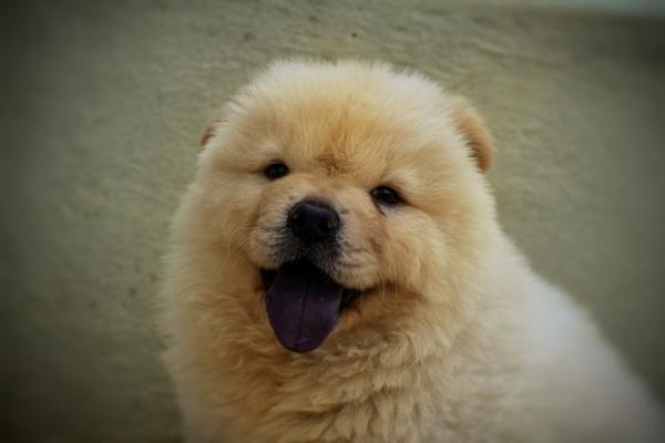 Cómo saber si un chow chow es puro - Cómo saber si un cachorro chow chow es puro
