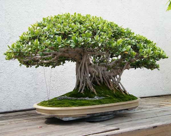 Cuidados del bonsái ficus retusa - Poda, pinzado y alambrado del bonsái ficus retusa