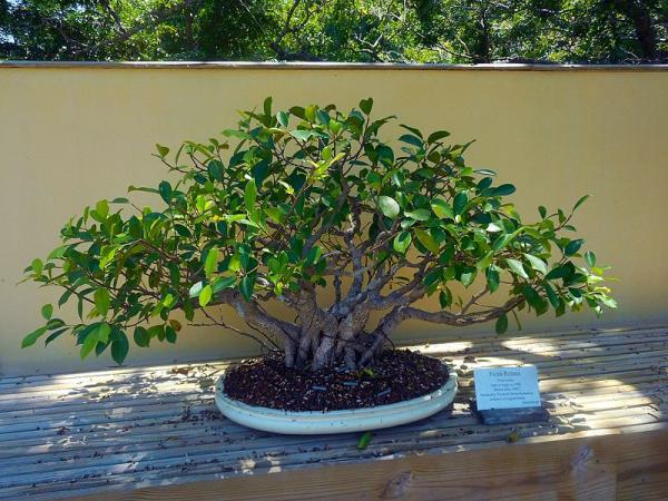 Cuidados del bonsái ficus retusa - Principales características del bonsái ficus retusa