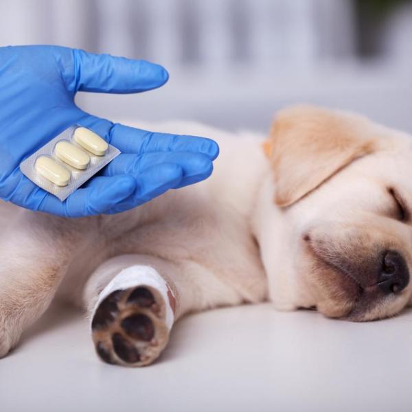 pueden los cachorros amamantar si la madre toma antibióticos