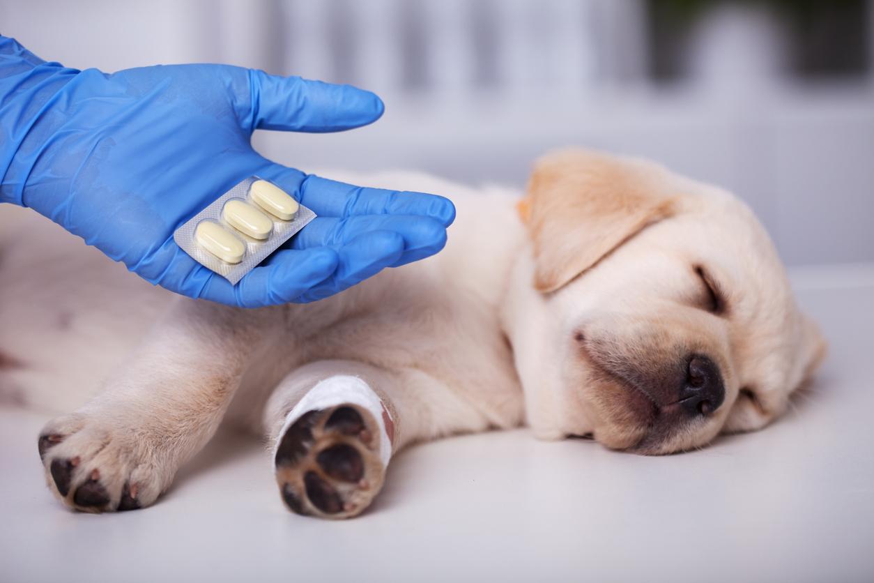 puedes poner pomada antibiótica en un perro