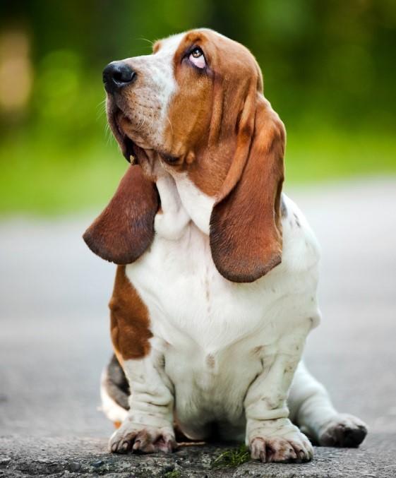 son basset hounds faciles de cuidar