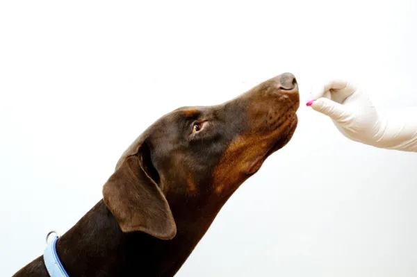 puedo darle a mi perro amoxicilina humana 500 mg