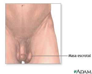 Cómo es la anatomía sexual del hombre - Escroto 