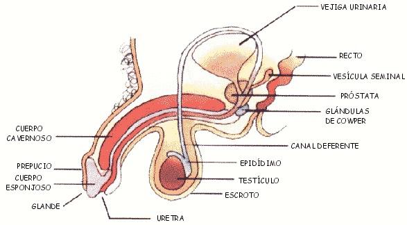 Cómo es la anatomía sexual del hombre - Órganos sexuales internos 