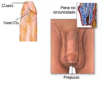 Cómo es la anatomía sexual del hombre - Prepucio y frenillo 
