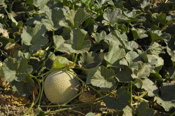 Cómo plantar y cultivar melones - Cómo sembrar melones de secano