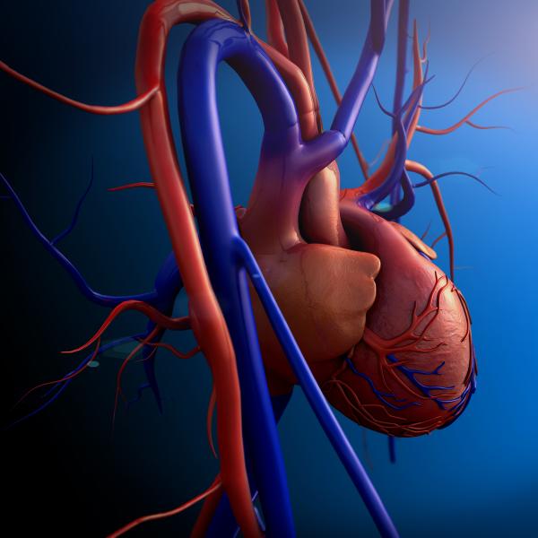 pulmones y corazon para niños