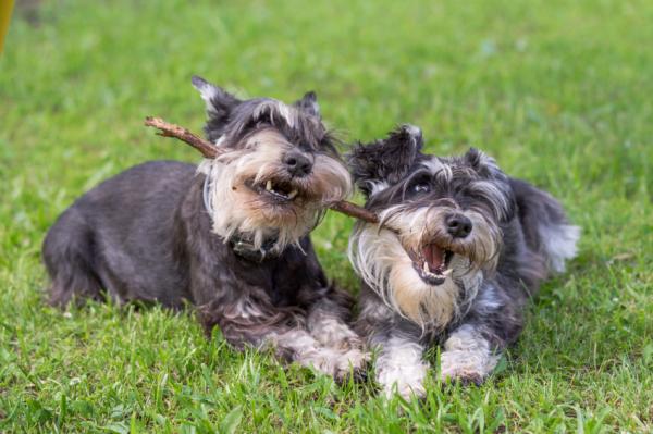 son los schnauzer estándar los perros más inteligentes