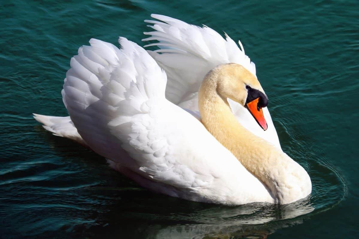 Significado del cisne como animal de poder