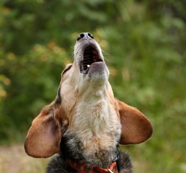 Cómo evitar que mi perro haga agujeros en el jardín - Paso 3