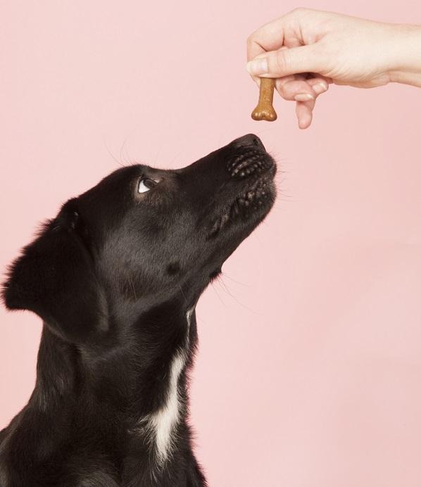 por qué mi cachorro está cavando