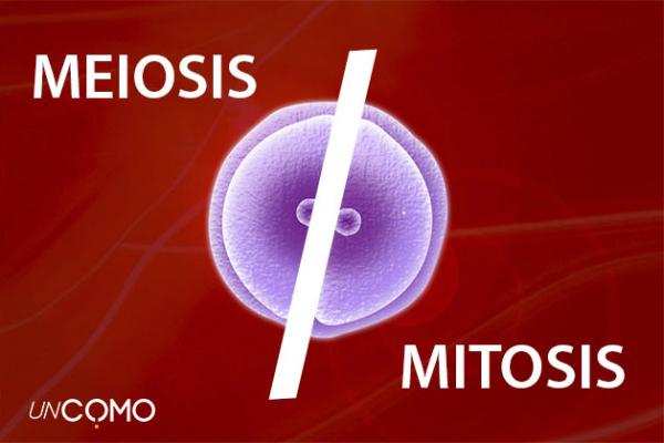 Diferencias entre meiosis y mitosis - te lo aclaramos