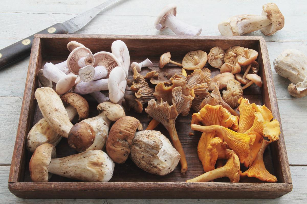 ¿Las setas son verduras o proteínas?