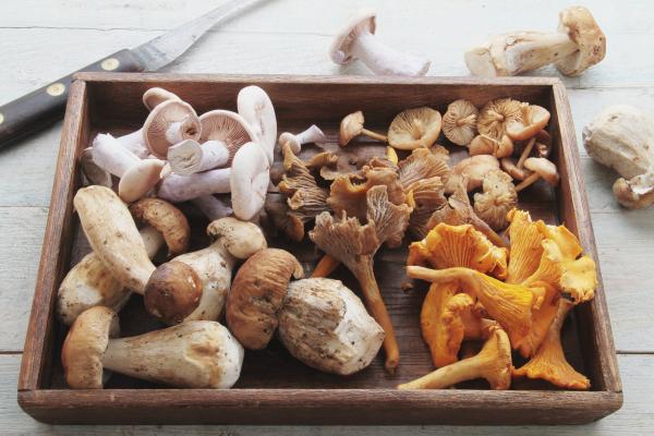 ¿Las setas son verduras o proteínas?