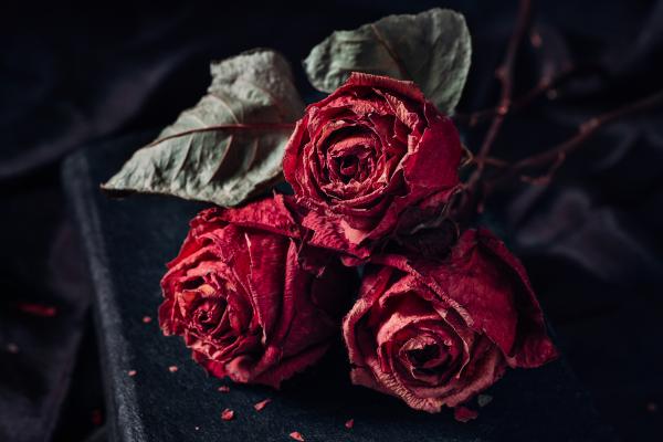 Cómo secar una rosa