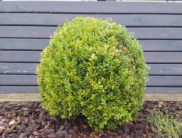 Nombres de plantas de exterior fáciles de cuidar - Boj