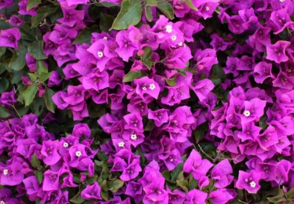 Nombres de plantas de exterior fáciles de cuidar - Buganvilla