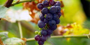 Cuáles son los beneficios de la uva