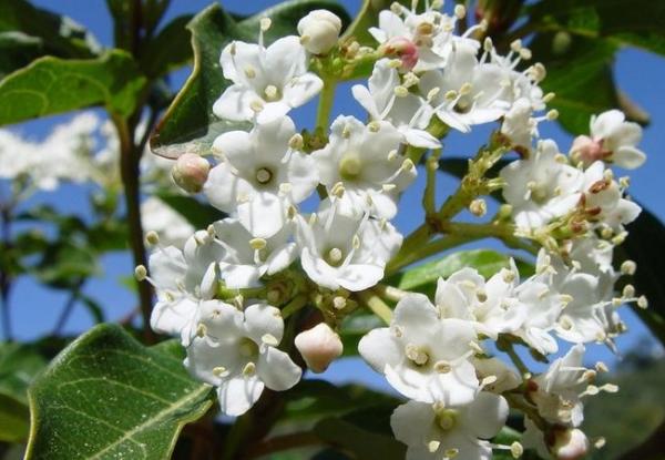 Nombres de plantas de exterior fáciles de cuidar - Durillo