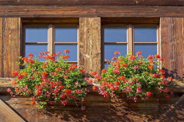 Nombres de plantas de exterior fáciles de cuidar - Geranio