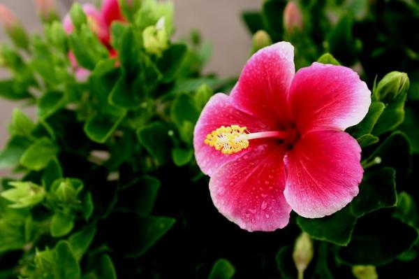 Nombres de plantas de exterior fáciles de cuidar - Hibisco