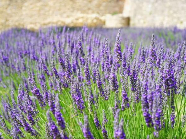 Nombres de plantas de exterior fáciles de cuidar - Lavanda