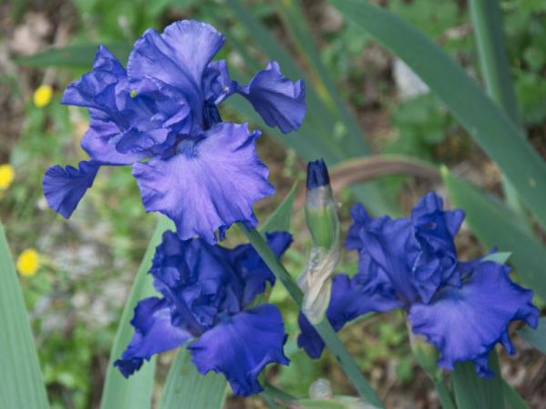 Nombres de plantas de exterior fáciles de cuidar - Lirio azul