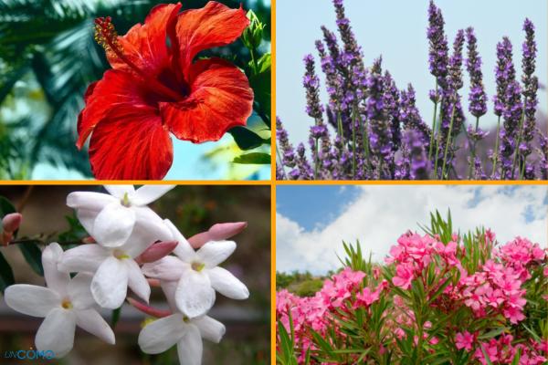 Nombres de plantas de exterior fáciles de cuidar