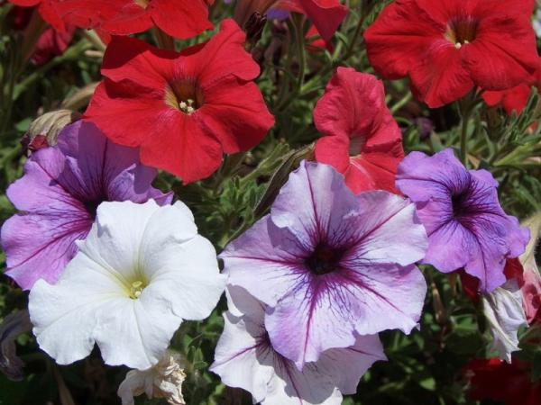 Nombres de plantas de exterior fáciles de cuidar - Petunias