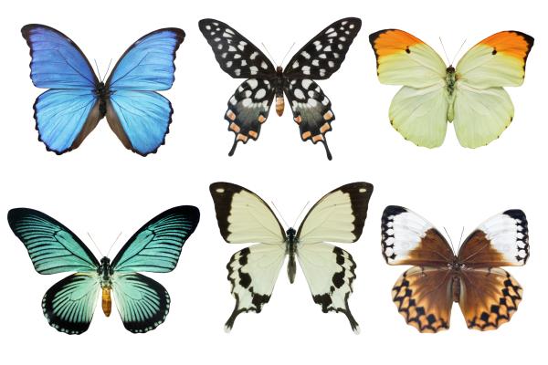 Significado de las mariposas