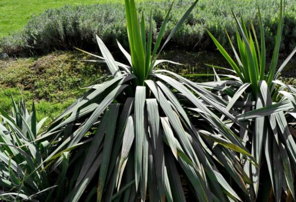 Nombres de plantas de exterior fáciles de cuidar - Yuca