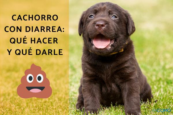 qué causa la caca amarilla en los perros
