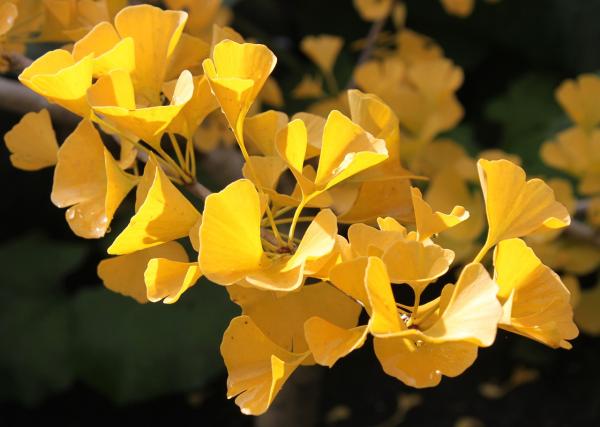 ¿El ginkgo biloba sirve para adelgazar? - Propiedades del Ginkgo biloba