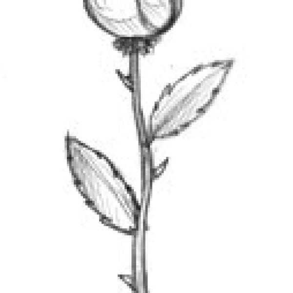 rosas dibujos a lapiz