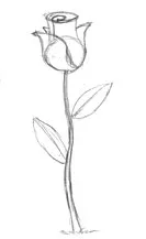 rosas dibujos a lapiz