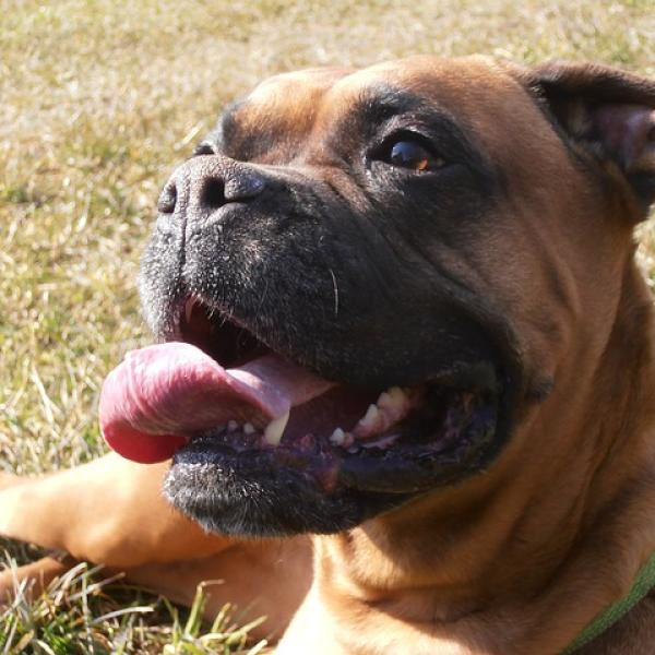 para que sirve castrar a un perro macho
