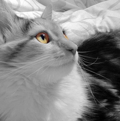 Cómo alimentar a un gatito abandonado